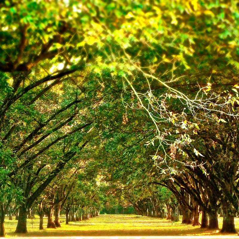 Pecan, Carya illinoinensis, Hickory Nut, Sweet Pecan - 3
