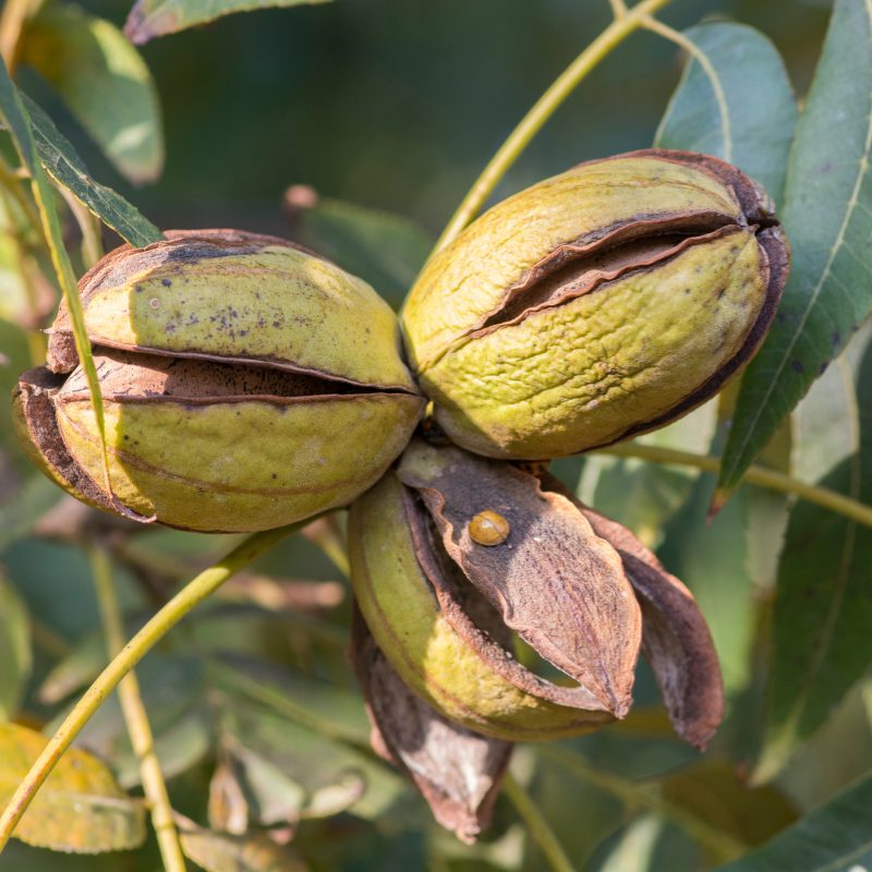 Pecan, Carya illinoinensis, Hickory Nut, Sweet Pecan - 3