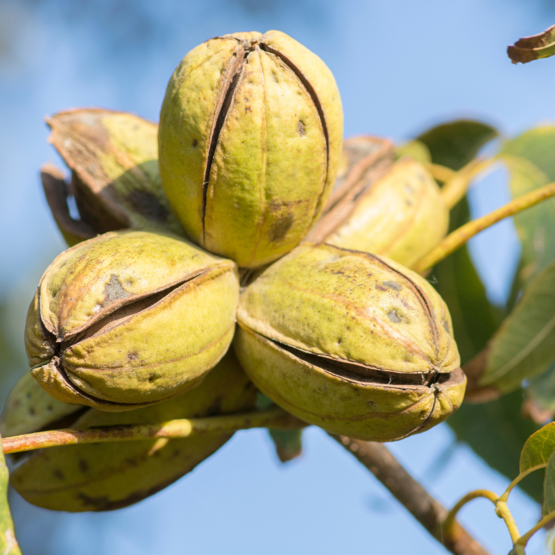 Pecan, Carya illinoinensis, Hickory Nut, Sweet Pecan - 3