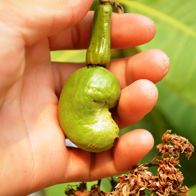 Cashew, Cashew Nut, Anacardium occidentale, Kajoo, Caju Nut - 5