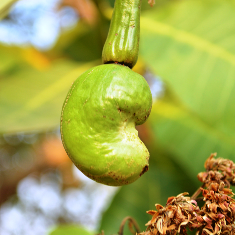 Cashew, Cashew Nut, Anacardium occidentale, Kajoo, Caju Nut - 5