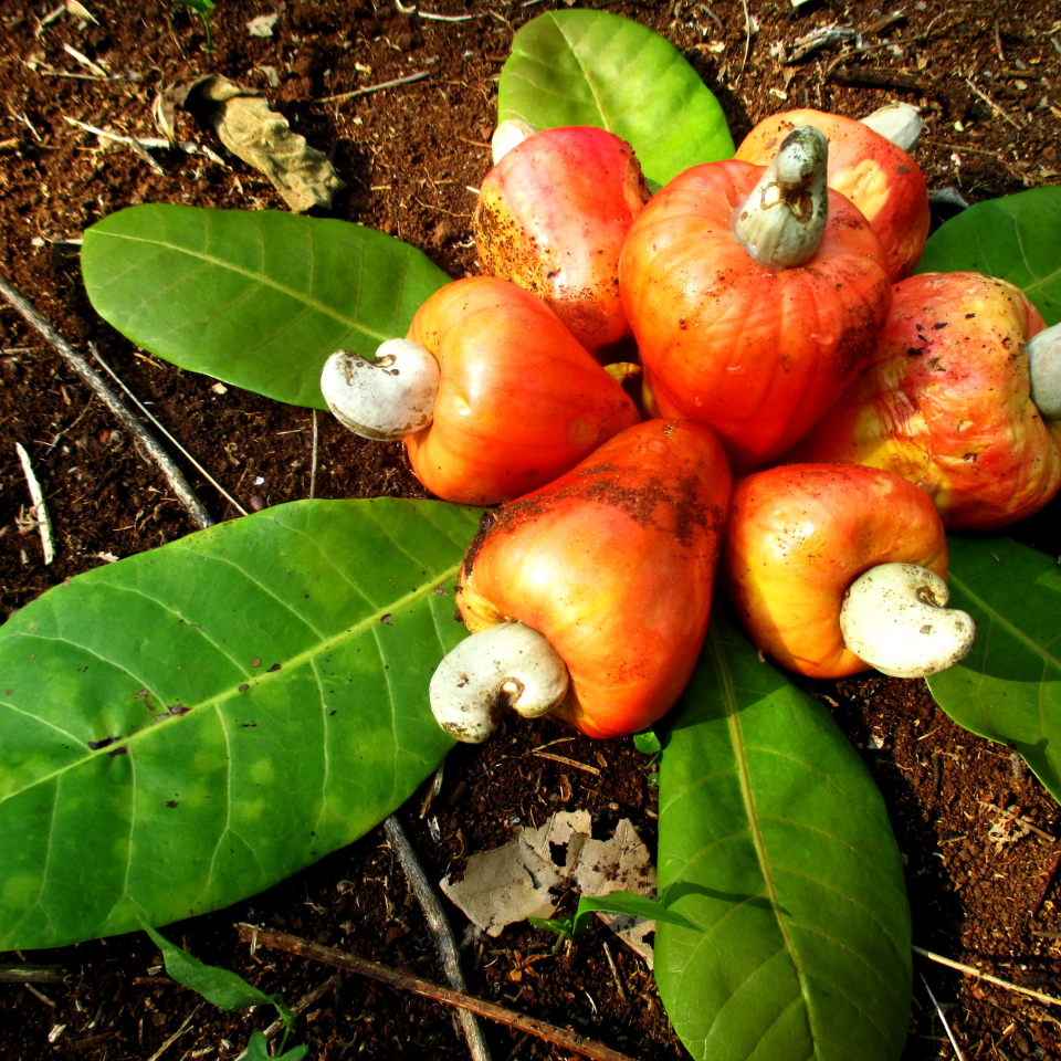 Cashew, Cashew Nut, Anacardium occidentale, Kajoo, Caju Nut - 5