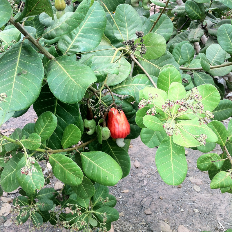 Cashew, Cashew Nut, Anacardium occidentale, Kajoo, Caju Nut - 5