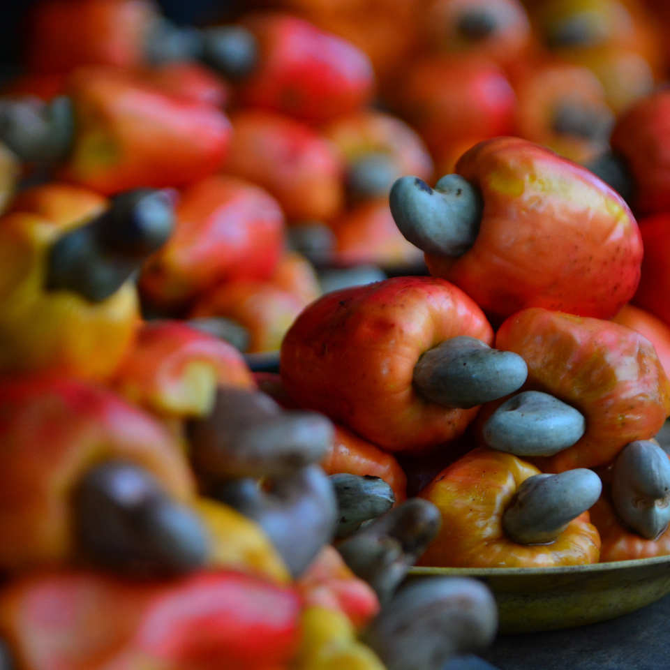 Cashew, Cashew Nut, Anacardium occidentale, Kajoo, Caju Nut - 5