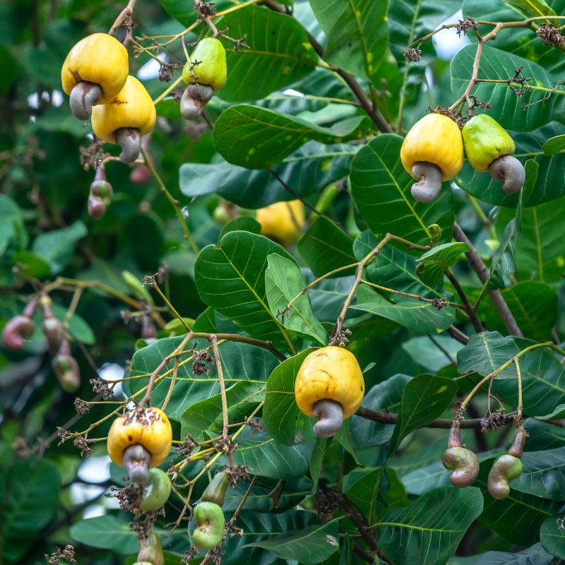 Cashew, Cashew Nut, Anacardium occidentale, Kajoo, Caju Nut - 5