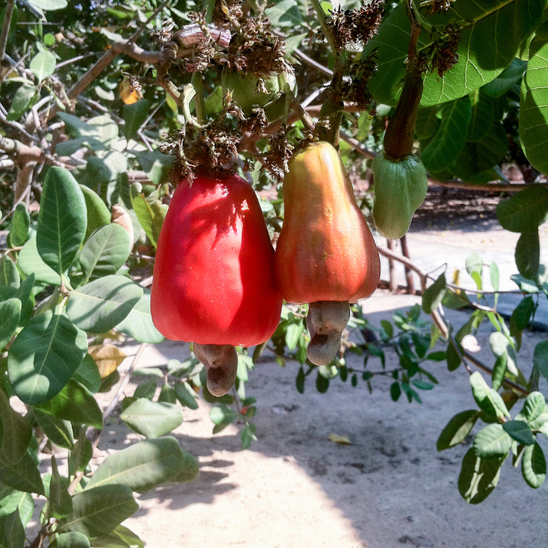 Cashew, Cashew Nut, Anacardium occidentale, Kajoo, Caju Nut - 5