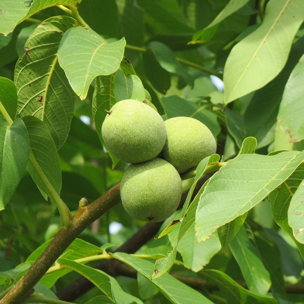 Himalayan Walnut, Juglans regia, Indian Walnut, Tibetan Walnut - 5