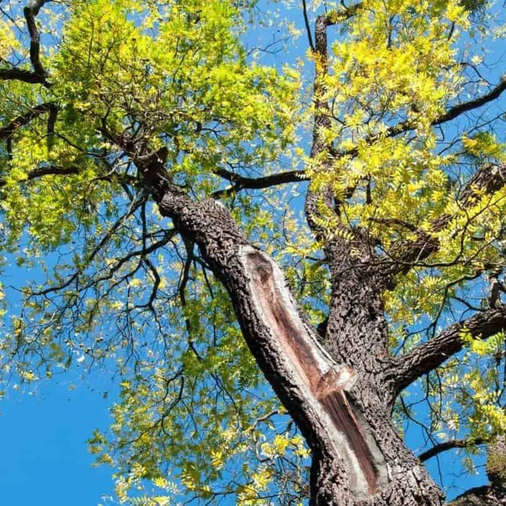 Himalayan Walnut, Juglans regia, Indian Walnut, Tibetan Walnut - 5
