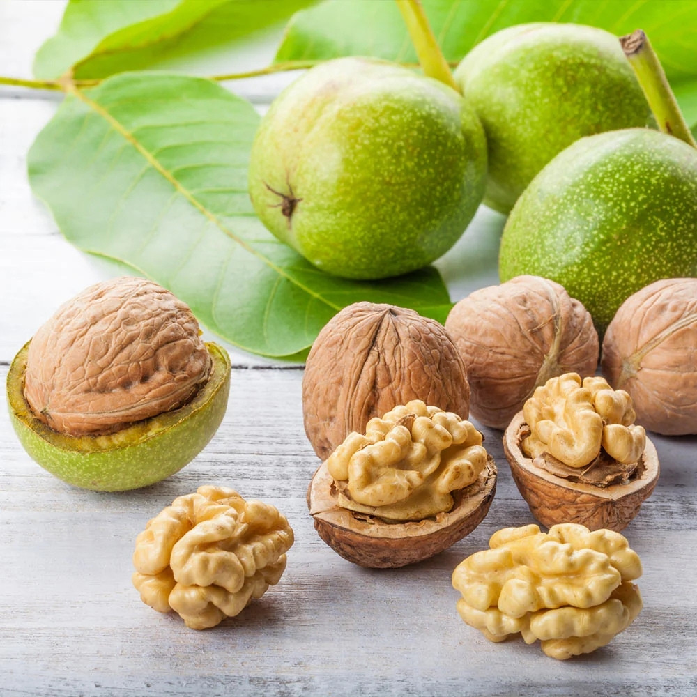 Himalayan Walnut, Juglans regia, Indian Walnut, Tibetan Walnut - 5