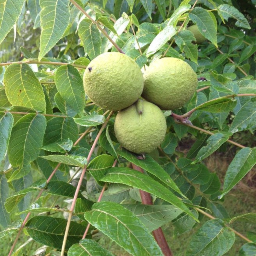 Himalayan Walnut, Juglans regia, Indian Walnut, Tibetan Walnut - 5