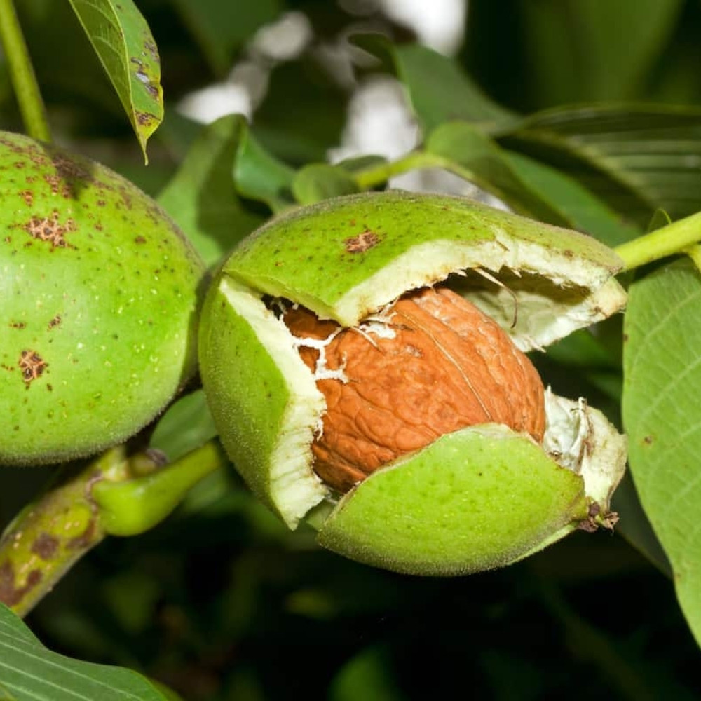 Himalayan Walnut, Juglans regia, Indian Walnut, Tibetan Walnut - 5