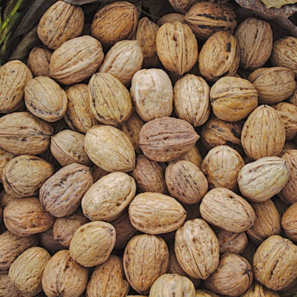 Himalayan Walnut, Juglans regia, Indian Walnut, Tibetan Walnut - 5