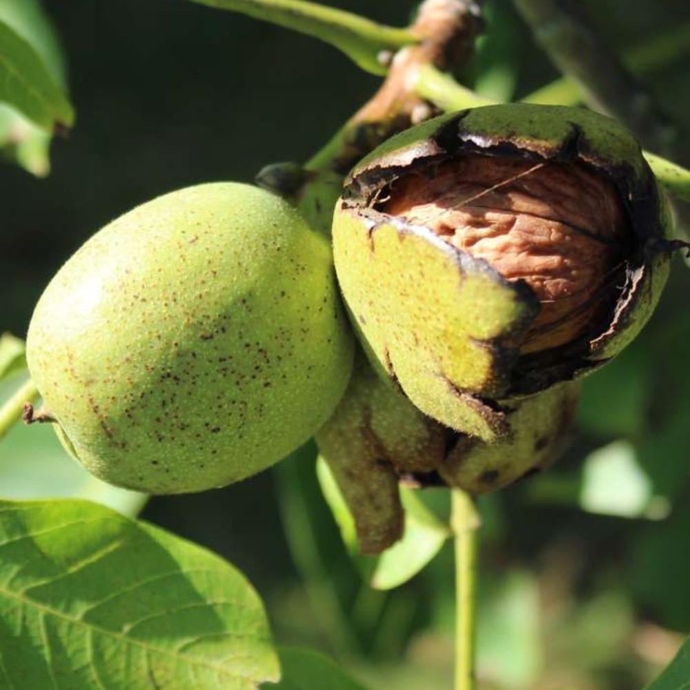 Himalayan Walnut, Juglans regia, Indian Walnut, Tibetan Walnut - 5