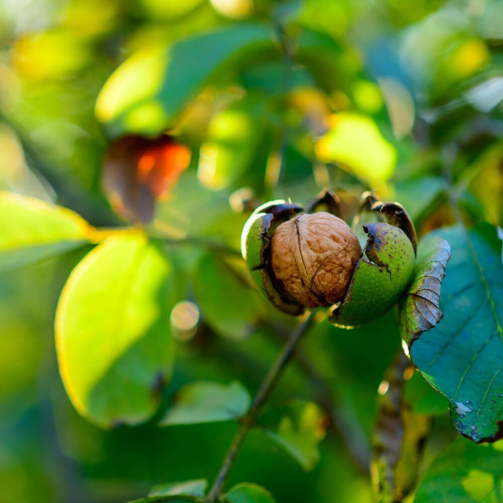 Himalayan Walnut, Juglans regia, Indian Walnut, Tibetan Walnut - 5
