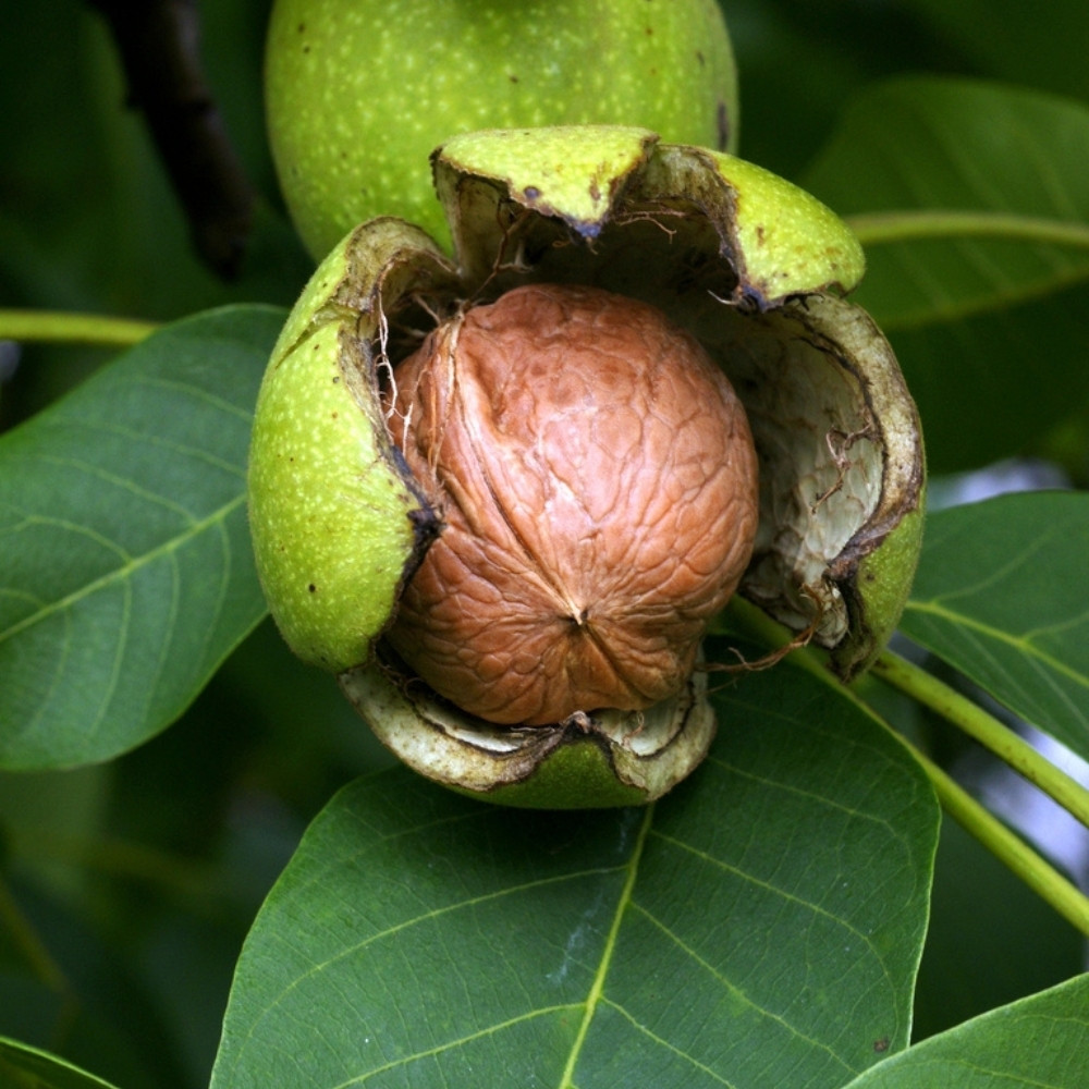 Himalayan Walnut, Juglans regia, Indian Walnut, Tibetan Walnut - 5