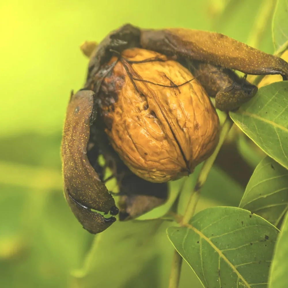 Himalayan Walnut, Juglans regia, Indian Walnut, Tibetan Walnut - 5