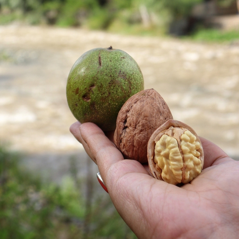 Himalayan Walnut, Juglans regia, Indian Walnut, Tibetan Walnut - 5