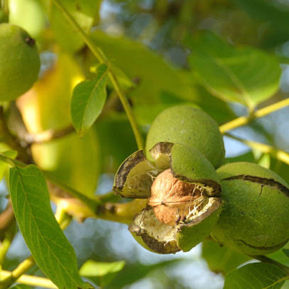 Himalayan Walnut, Juglans regia, Indian Walnut, Tibetan Walnut - 5