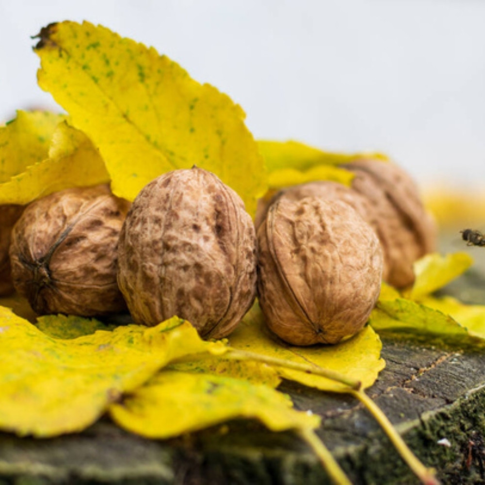 Himalayan Walnut, Juglans regia, Indian Walnut, Tibetan Walnut - 5