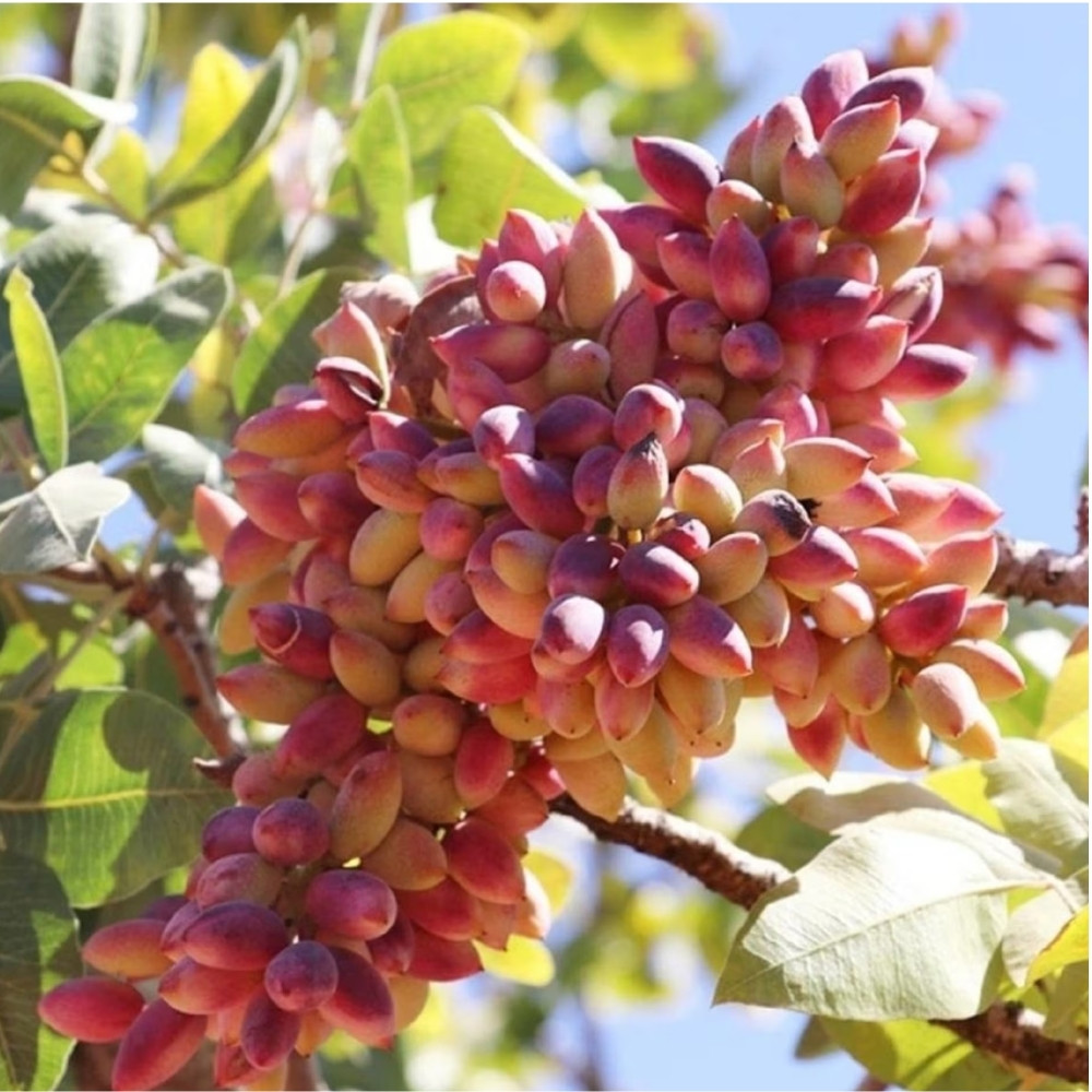 Mountain Pistachio, Cold-Hardy Pistachio, Tajik Pistachio, Pistacia vera, Wild Pistachio - 10