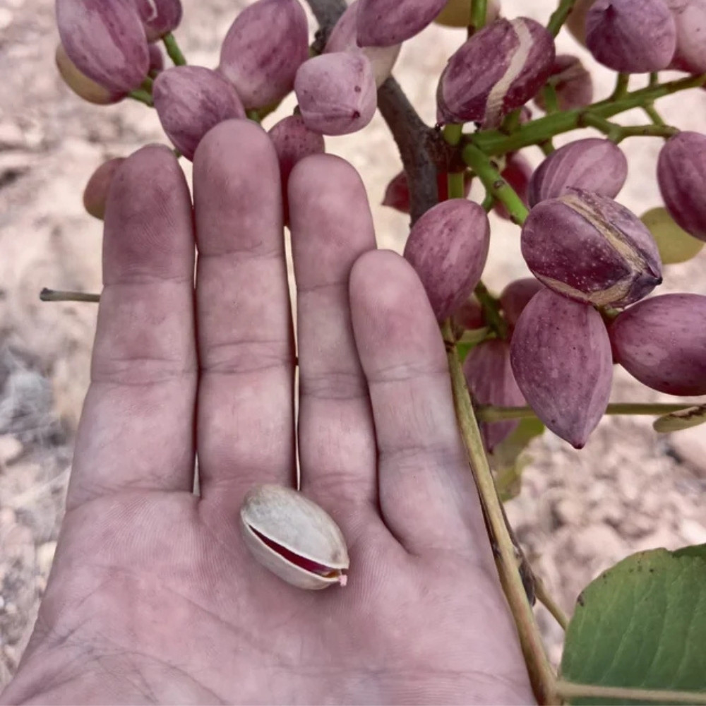 Mountain Pistachio, Cold-Hardy Pistachio, Tajik Pistachio, Pistacia vera, Wild Pistachio - 10