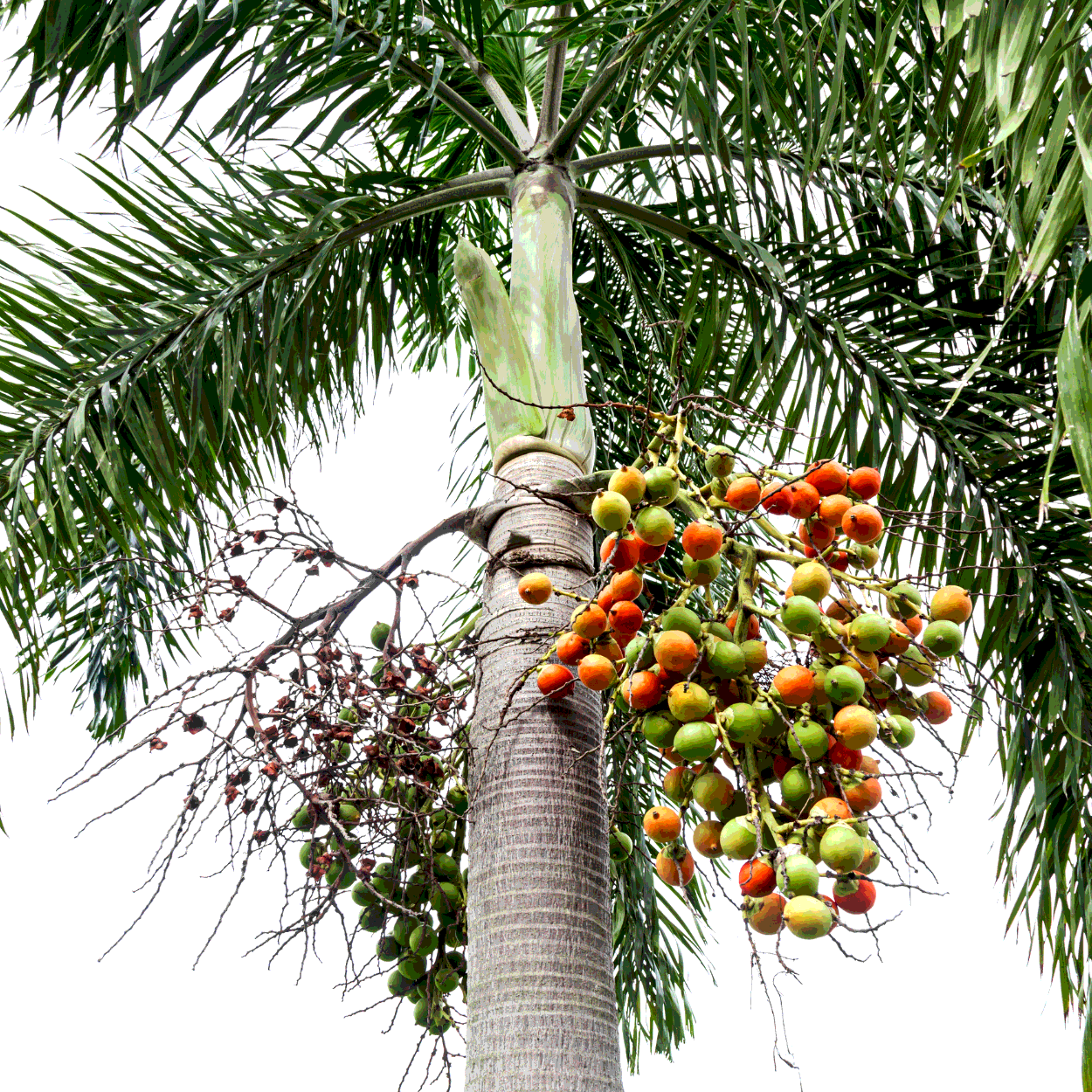 Betel nuts (Areca Palm) seeds - 5