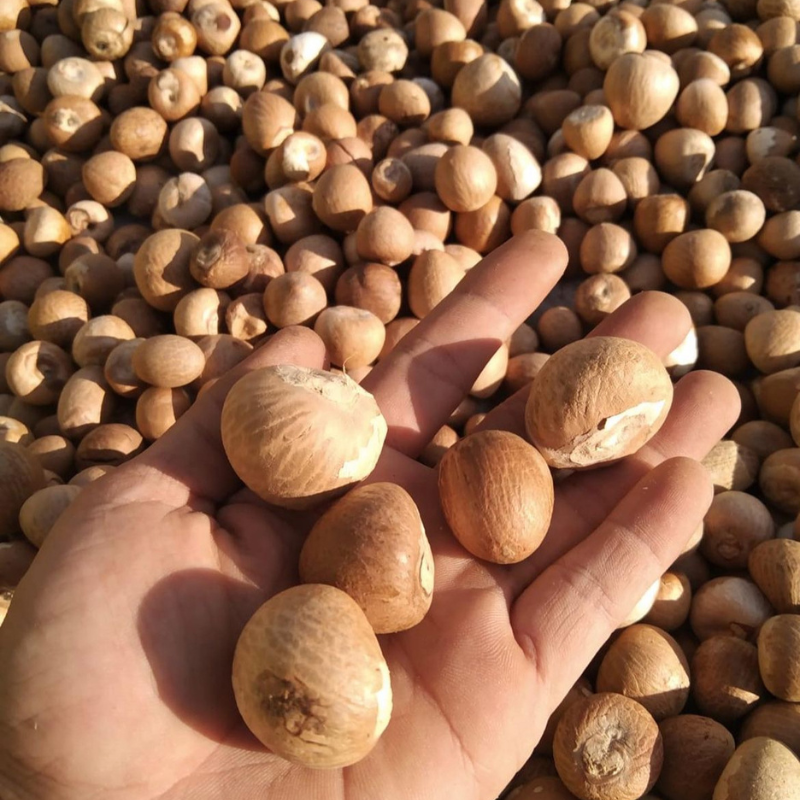 Betel nuts (Areca Palm) seeds - 5