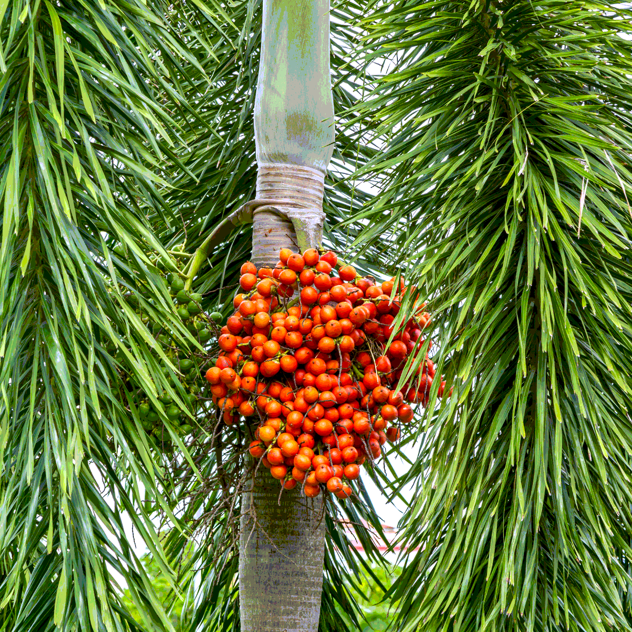 Betel nuts (Areca Palm) seeds - 5