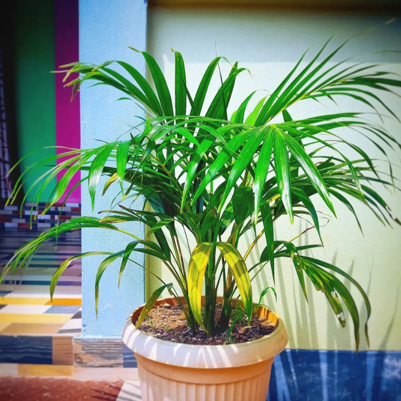 Betel nuts (Areca Palm) seeds - 5
