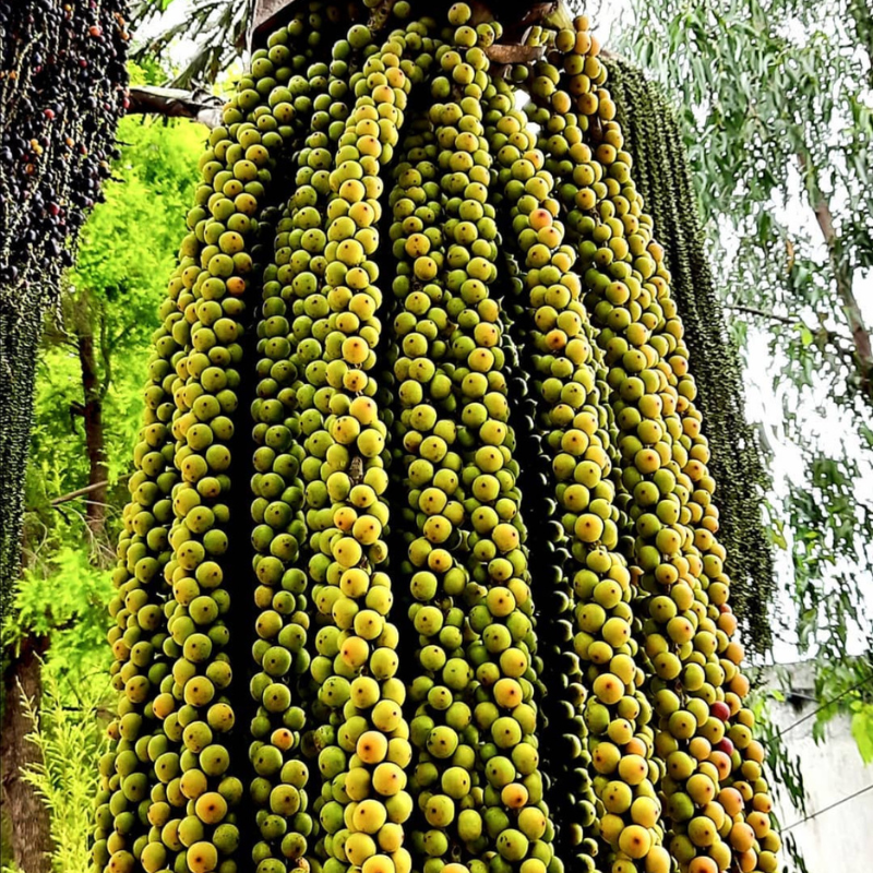 Betel nuts (Areca Palm) seeds - 5