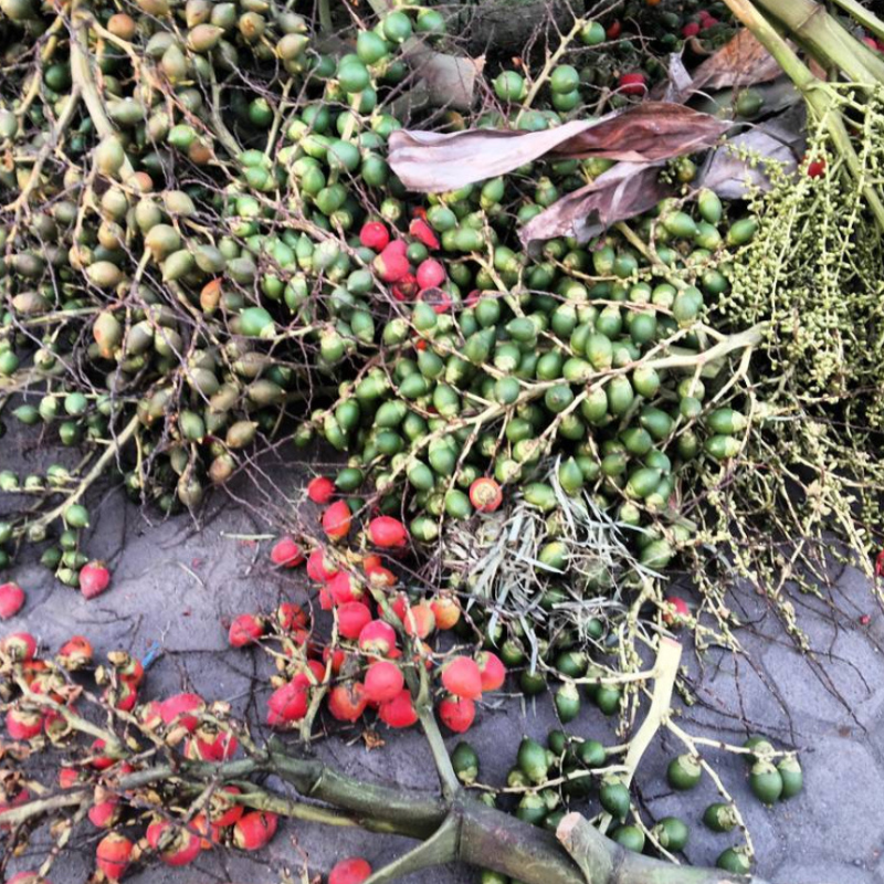 Betel nuts (Areca Palm) seeds - 5