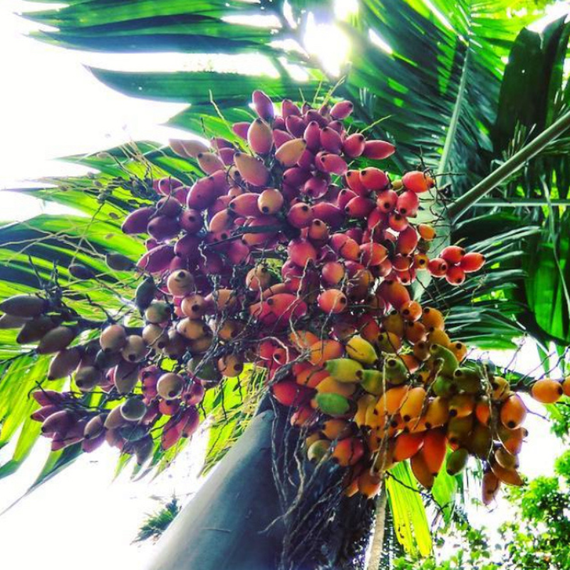 Betel nuts (Areca Palm) seeds - 5