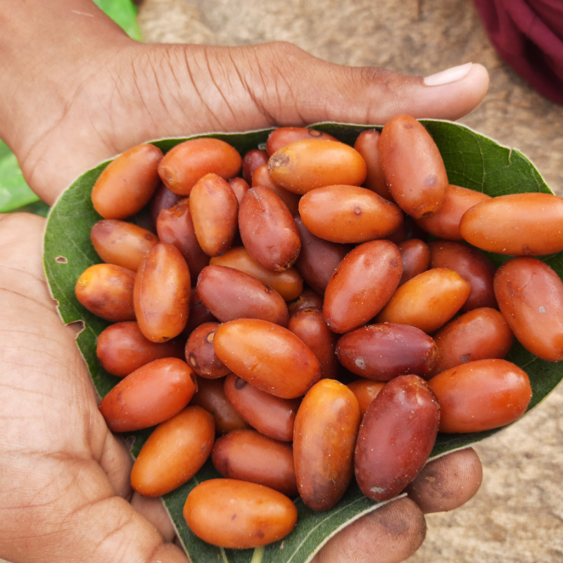 Kimia gold dates seeds - 5