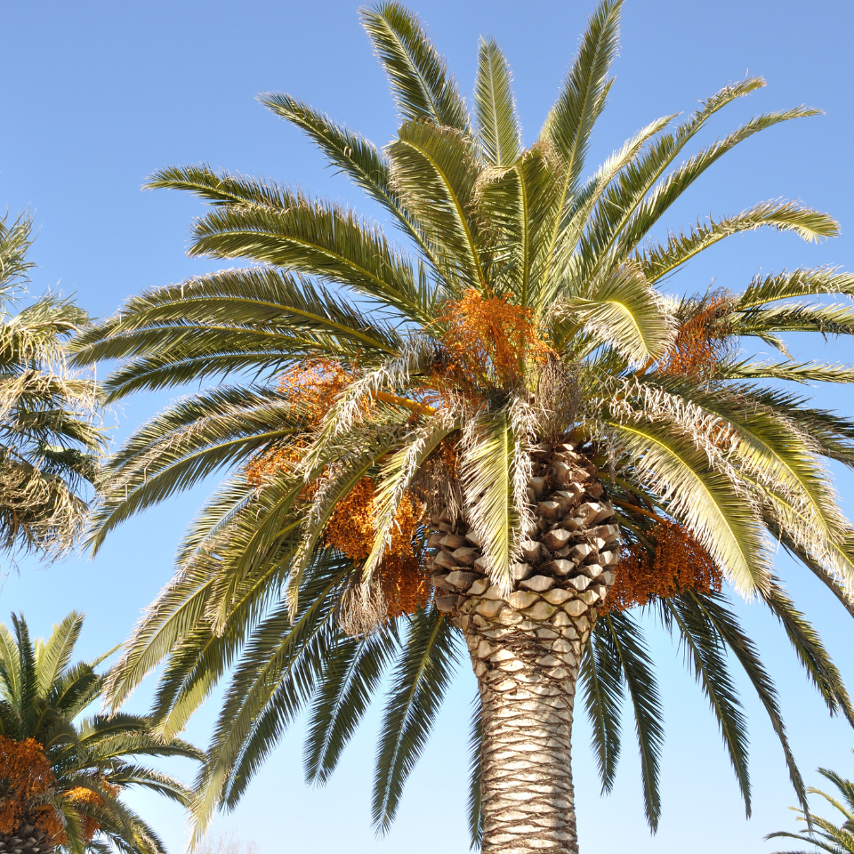 Kimia gold dates seeds - 5