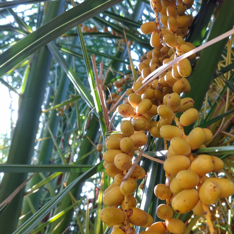 Kimia gold dates seeds - 5