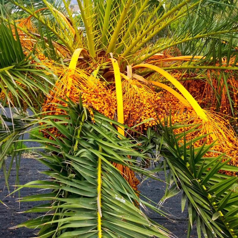 Kimia gold dates seeds - 5