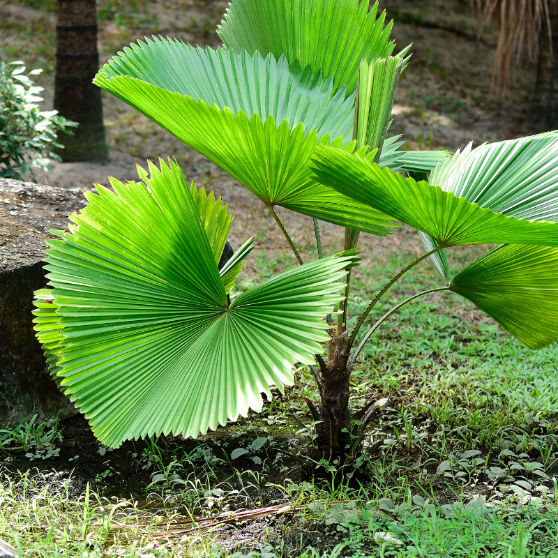 Ruffled Fan Palm, Licuala palm seeds - 10