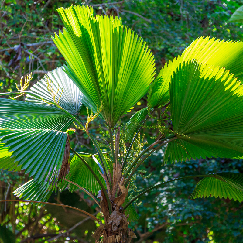 Ruffled Fan Palm, Licuala palm seeds - 10