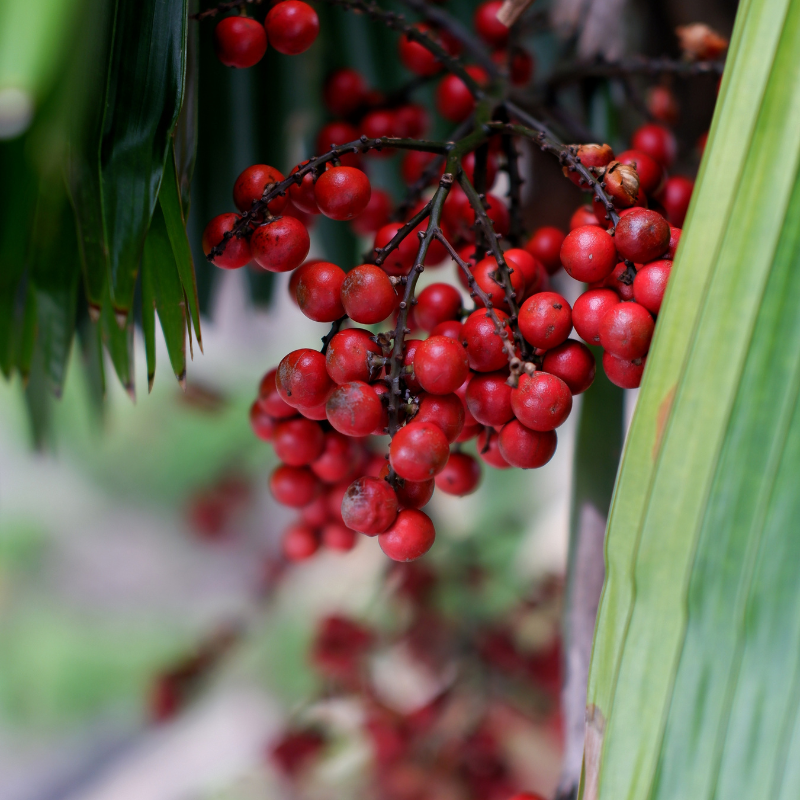Ruffled Fan Palm, Licuala palm seeds - 10