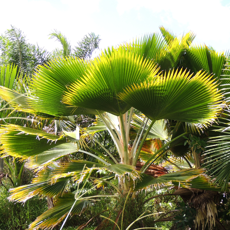 Ruffled Fan Palm, Licuala palm seeds - 10