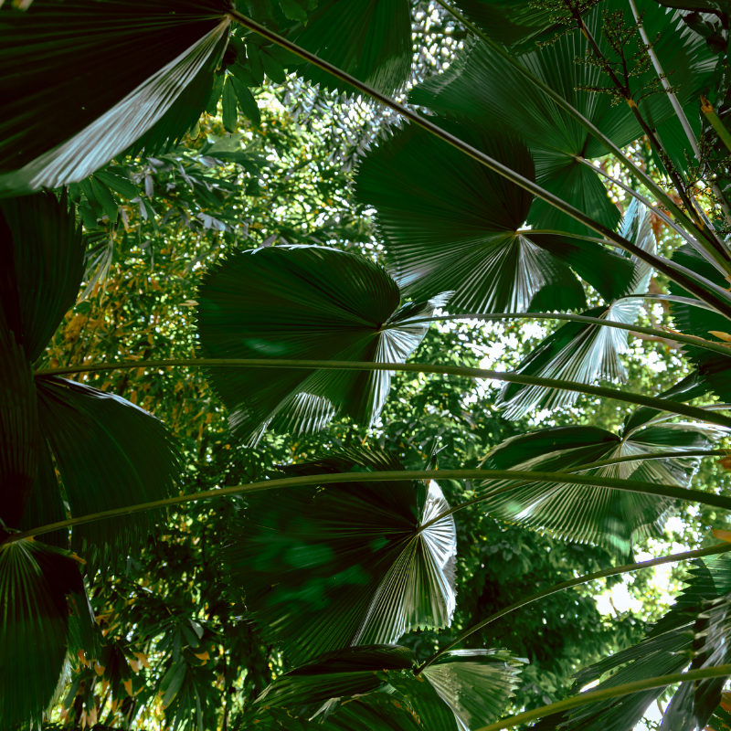Ruffled Fan Palm, Licuala palm seeds - 10