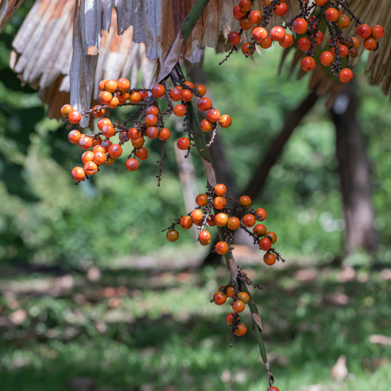 Ruffled Fan Palm, Licuala palm seeds - 10
