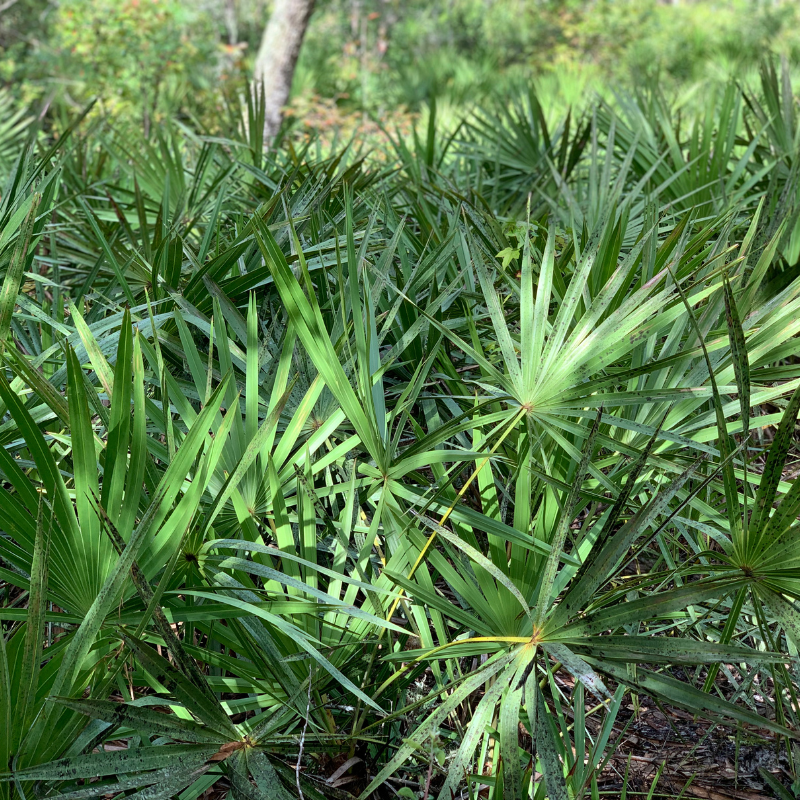 Dwarf Date Palm, Stemless date palm seeds - 10