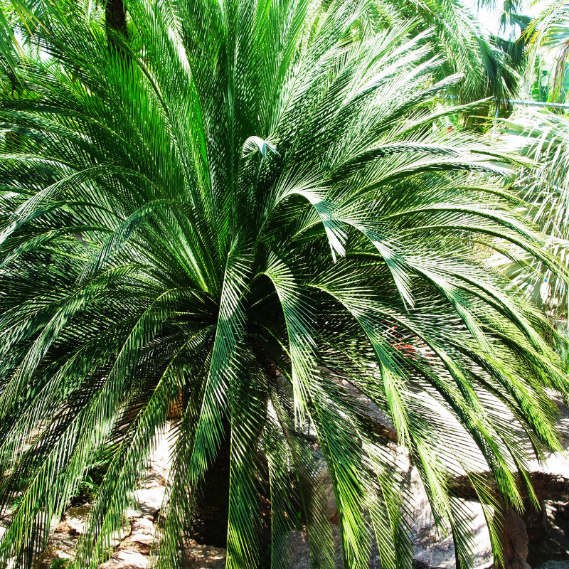 Dwarf Date Palm, Stemless date palm seeds - 10