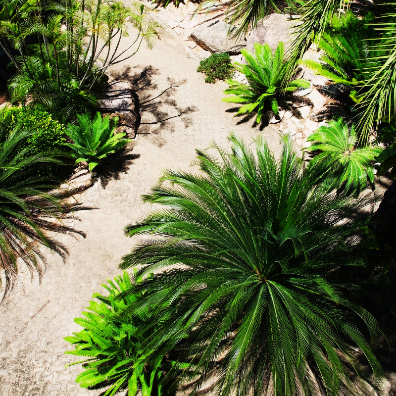 Dwarf Date Palm, Stemless date palm seeds - 10