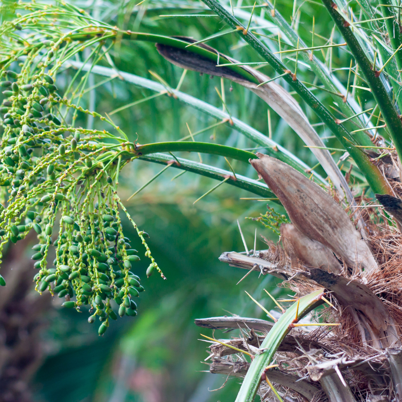 Dwarf Date Palm, Stemless date palm seeds - 10