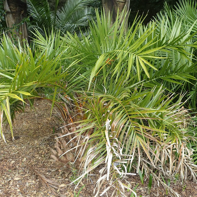 Dwarf Date Palm, Stemless date palm seeds - 10