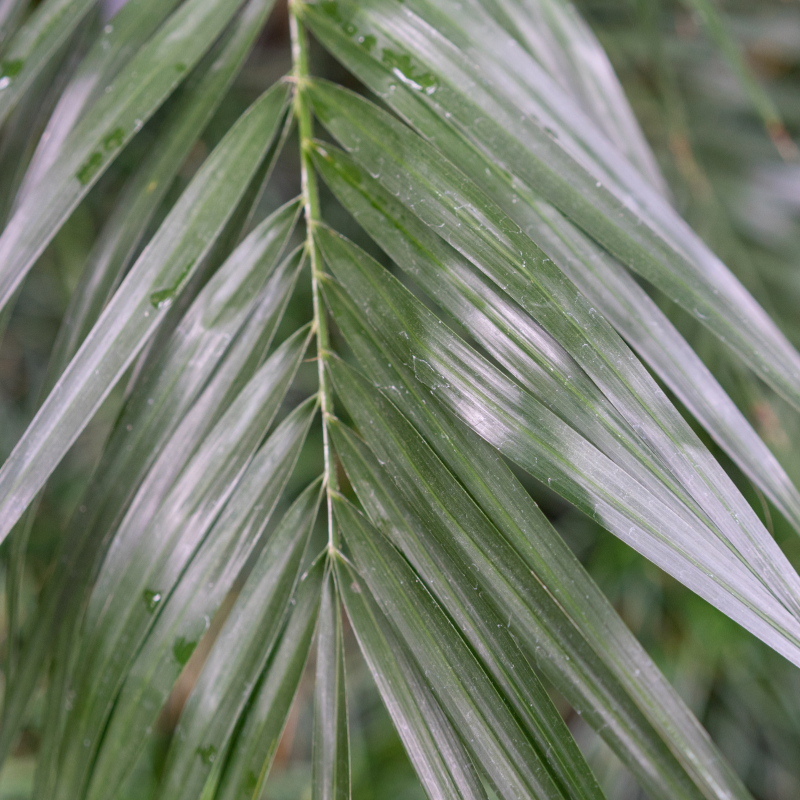 Dwarf Date Palm, Stemless date palm seeds - 10