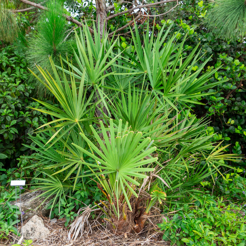 Dwarf Date Palm, Stemless date palm seeds - 10