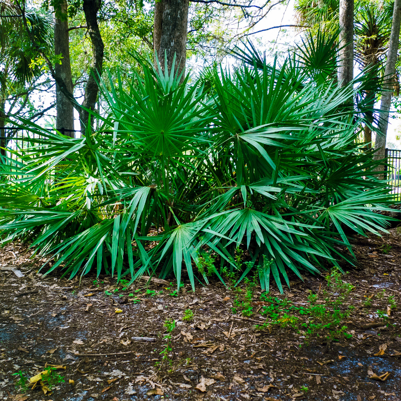 Dwarf Date Palm, Stemless date palm seeds - 10